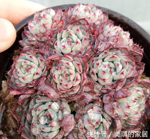 植物|多肉植物劳伦斯,好养又漂亮,易群生红彤彤,值得拥有!