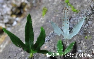 鸡爪|形状酷似“鸡爪”,繁星点点,可遇不可求