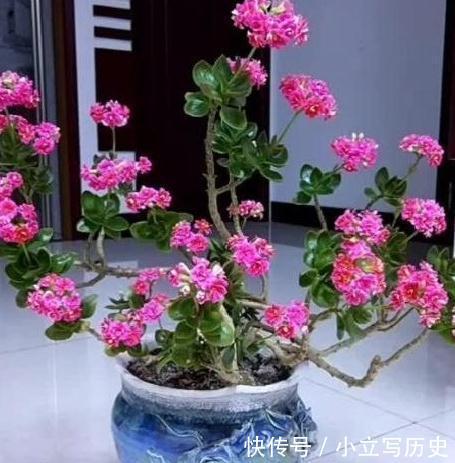 长寿花老桩张牙舞爪很难看怎么办,这样剪,株型好开花多