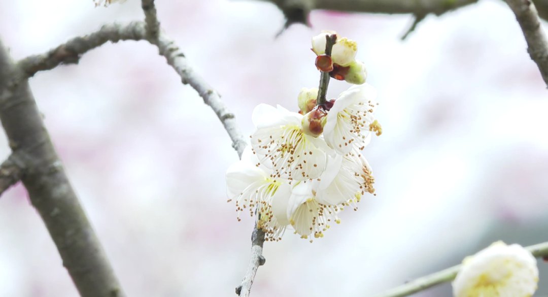 梅花|立春赏梅，太漂亮了！永嘉这里万株梅花盛放！