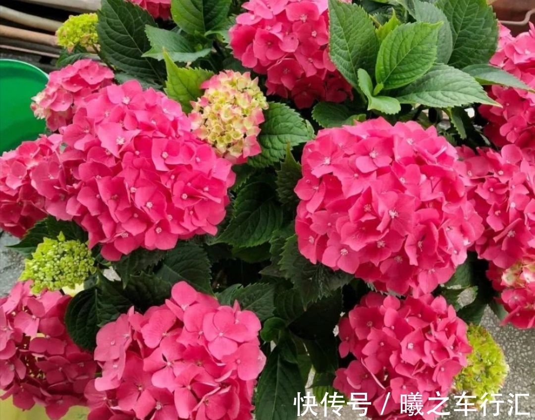 天气越来越热,6种花很怕晒太阳,赶紧给它们遮阴