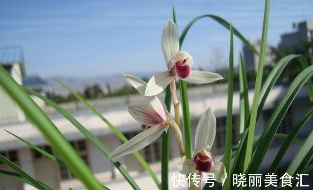 路边看到这三种花，掐根枝条回家，蹭蹭生根冒芽，花开小半年