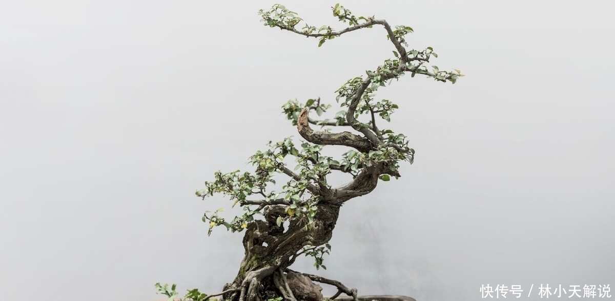 根系|玩盆景重在养坯,养坯阶段的5件事不能急于求成,不然会适得其反