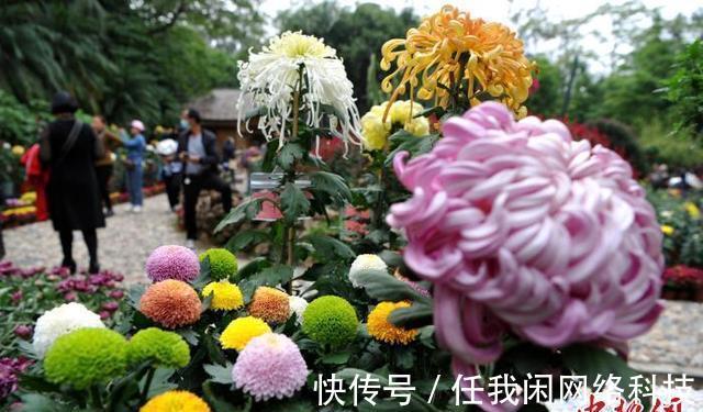 摄图|1000多种菊花亮相福州金秋菊花展「组图」