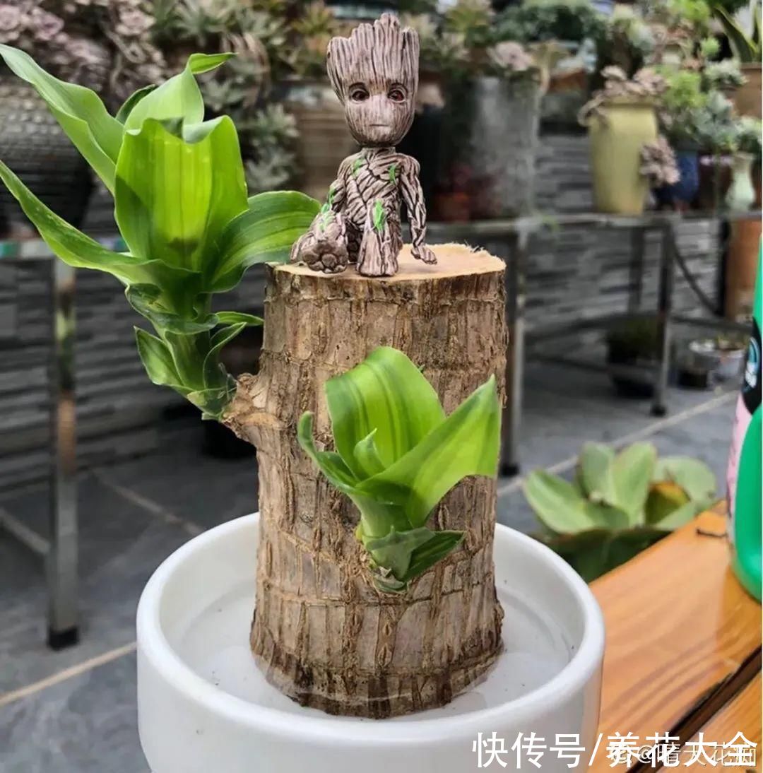 半死不活的花，扔水里，突然长疯了