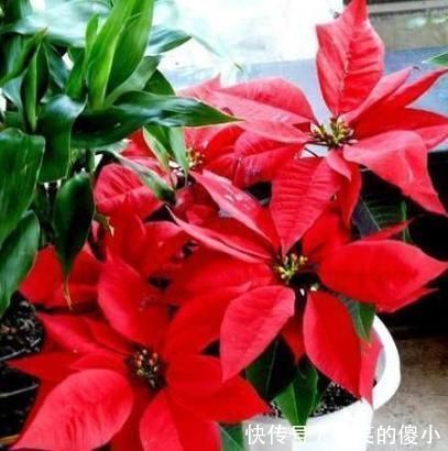 夹竹桃|5种有毒的花卉盆栽,如果家中养了,赶快处理,不要掉以轻心