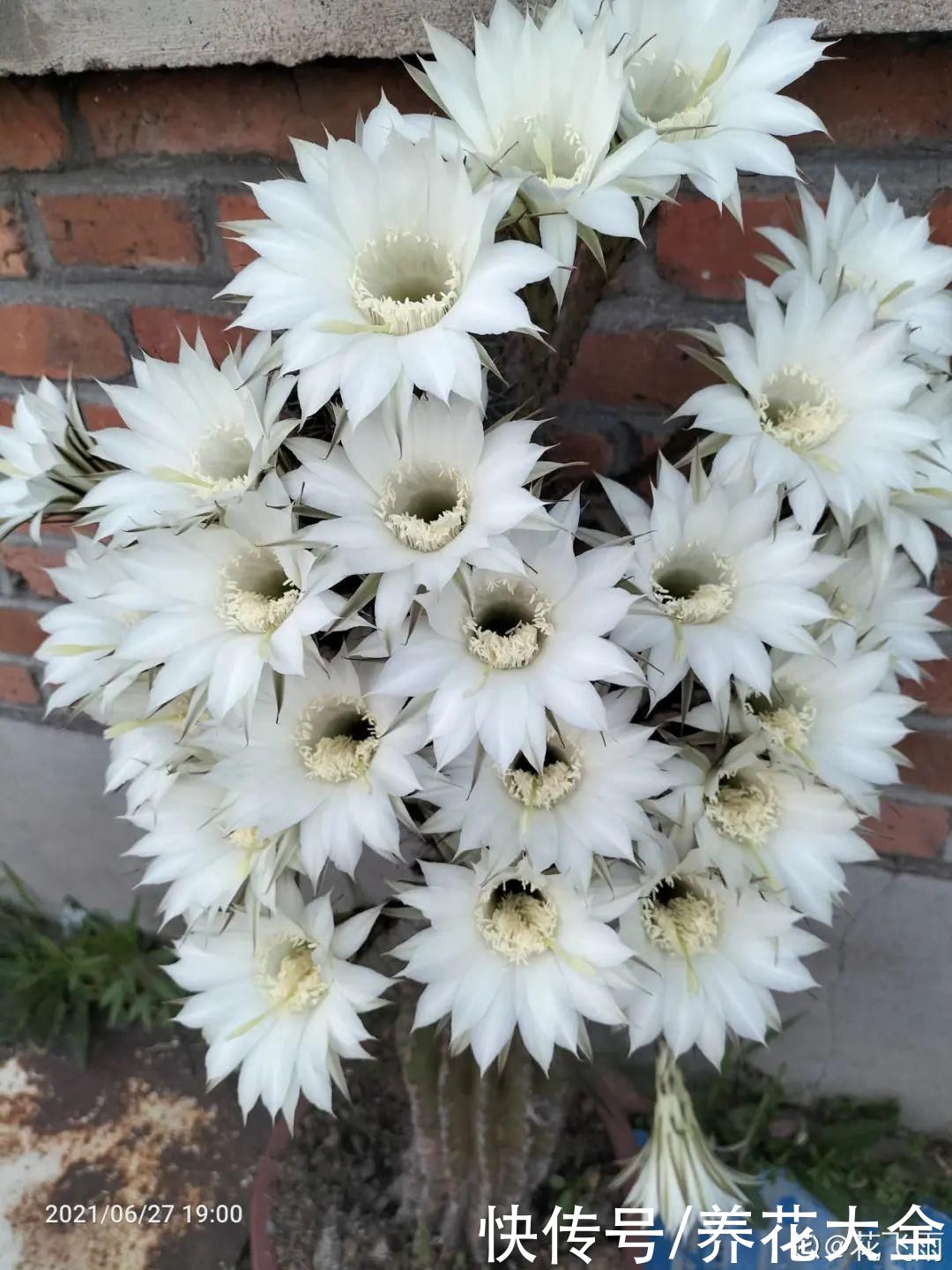耐旱|10种“养不死”的花，绿萝只能排最后一名，养死3种以上的举手