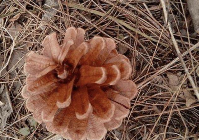 爷爷养花,从不用“营养液”,路边捡“2种料”,养啥花都爆盆!