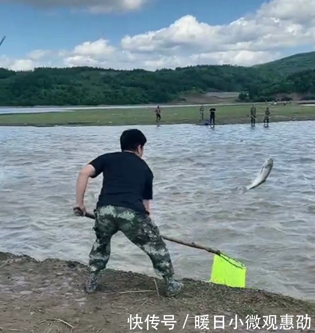 景象|吉林一水库现鲤鱼跃龙门景象，钓友伸手就能抓住大鱼，场面壮观