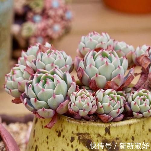 小米星|12款多肉天生就爱凑热闹,爆盆群生是强项,花友:养起来真过瘾