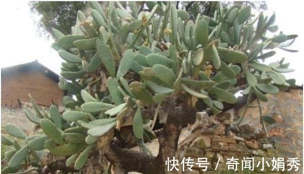 老人|大爷十年前种下一棵仙人掌,今长成参天大树,最后被老人高价卖出