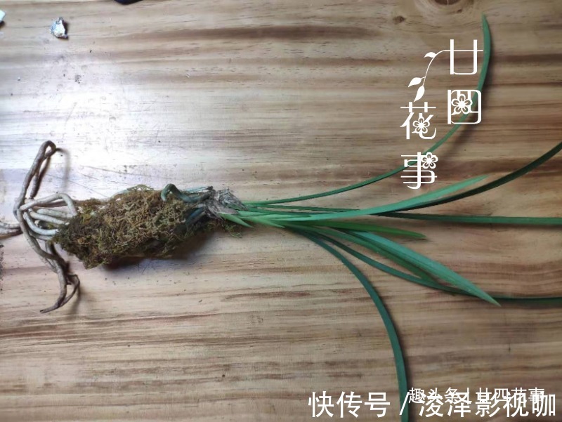 兰苗|网购兰花服盆难,关键在于上盆前,简单4步服盆快,不僵苗发芽多