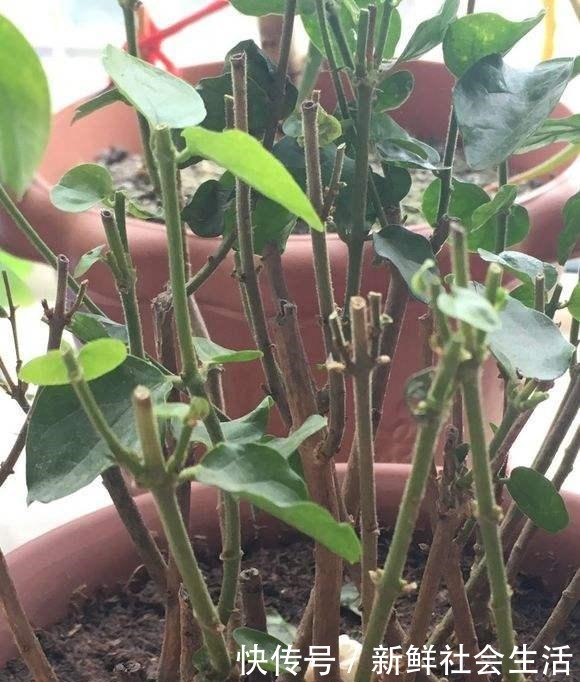 初冬茉莉花养粗正当时,温度控制好,根壮苗粗,来年花大花多!