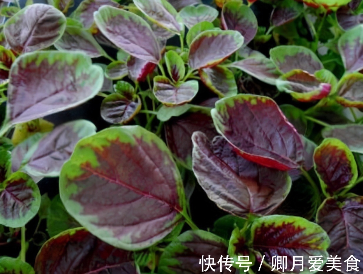 皱纹|女性不想显老，不妨多吃以下食物，淡化皱纹，让你比同龄人更年轻