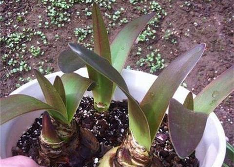 适合小盆养殖的3种花卉，漂亮易打理，颜值不逊色于大型盆景