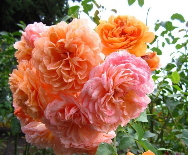 喜欢月季养盆“它”，花香胜玫瑰，四季反复开花，家养一盆值得