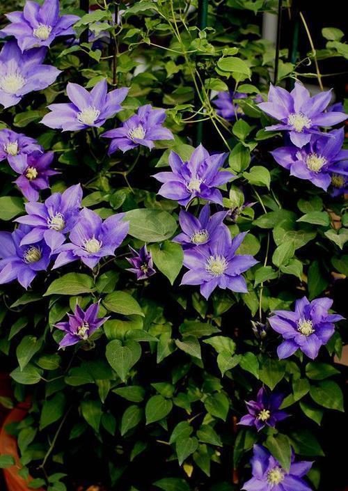 老妈养了5年的铁线莲,每年开春做好3件事,根系壮开花旺!