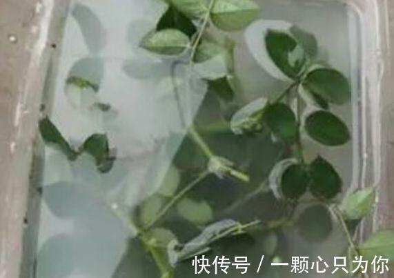 生根|月季扦插繁殖为什么总会烂根,学会5个方法,避免插条烂根失败