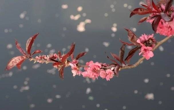 烛花红|「时节」苏轼笔下的秋天，写尽人生的百味