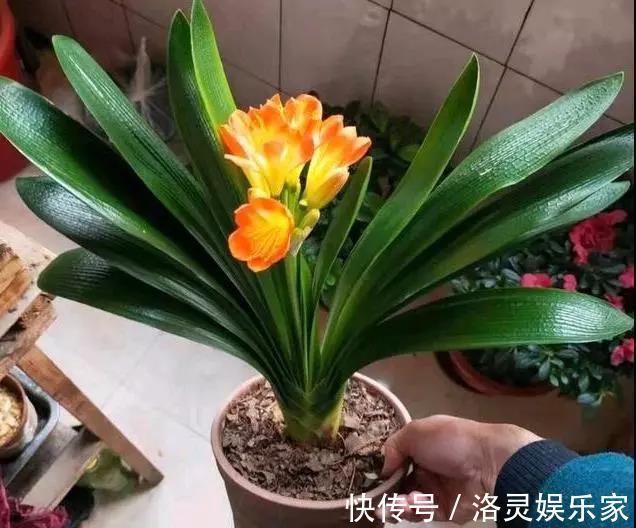 烂根|几种辅助养花小工具,放在盆底肥沃透气,花卉旺盛不烂根