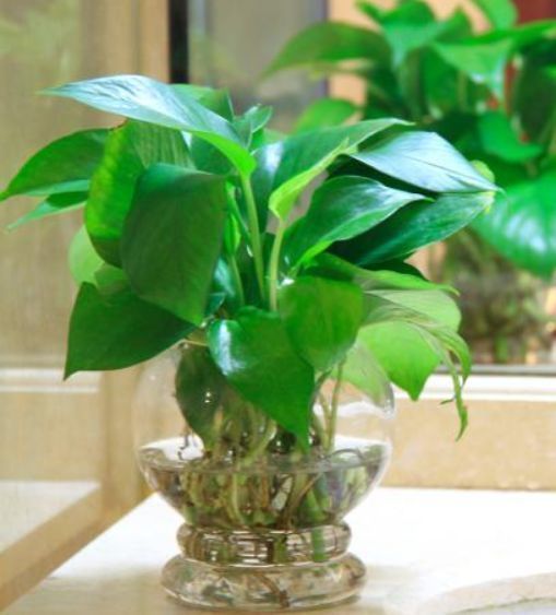 上档次|适合在屋里养的4种花,吉祥又上档次,最重要的是对身体好