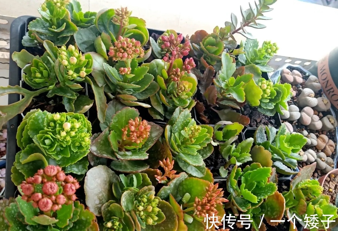 入秋后,长寿花这样养起来,避免它“装菜”不打花苞!