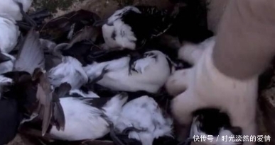 因纽特人|地下存放3年的尸体竟是美食！鲱鱼罐头都弱爆了