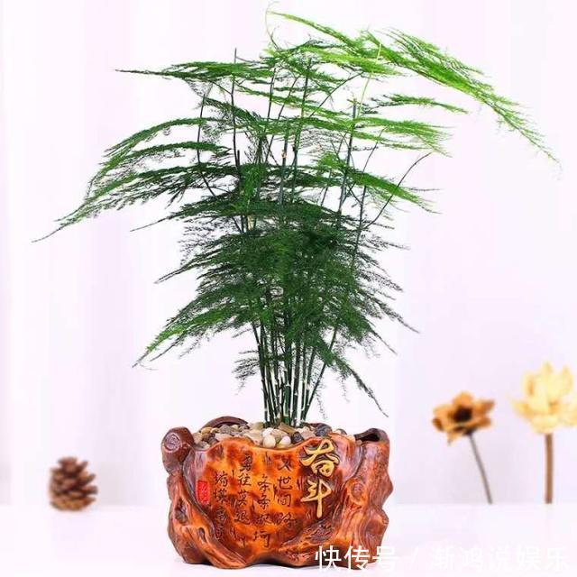 散光处|文竹切勿乱“摆放”,放家里2个“地方”,叶子不黄,长得好!