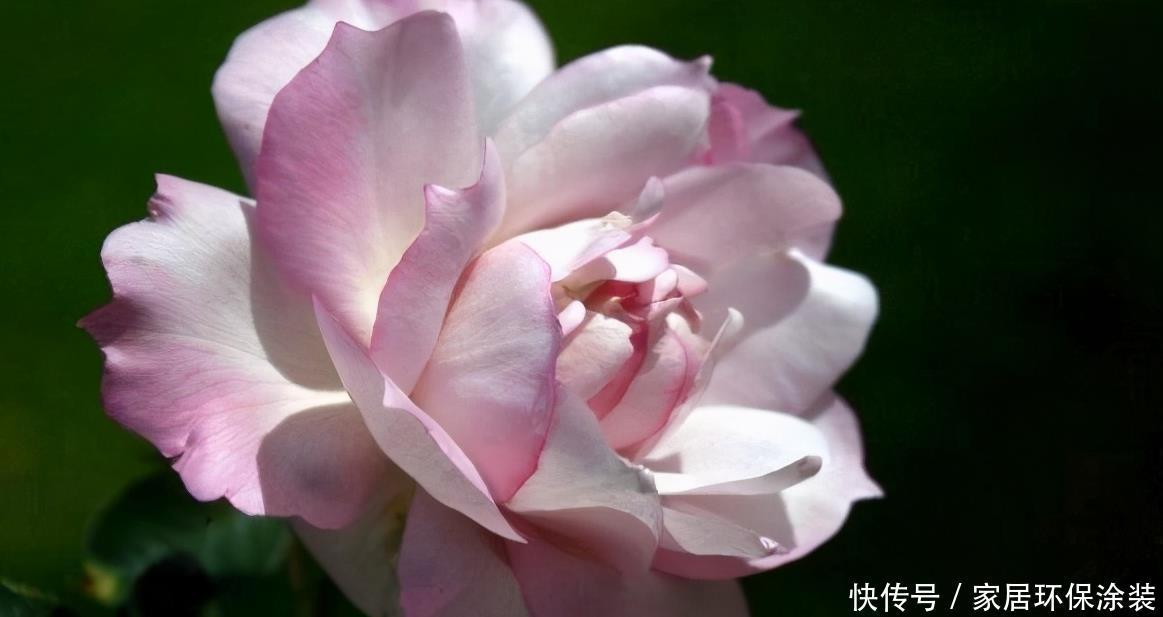 20款紫色月季品种。浓香、抗病非常好养,天然紫色唯美盛开