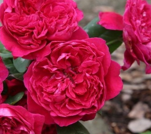 让男人”吃醋“的三种生肖女,婚后魅力不减反增,素颜也美丽动人