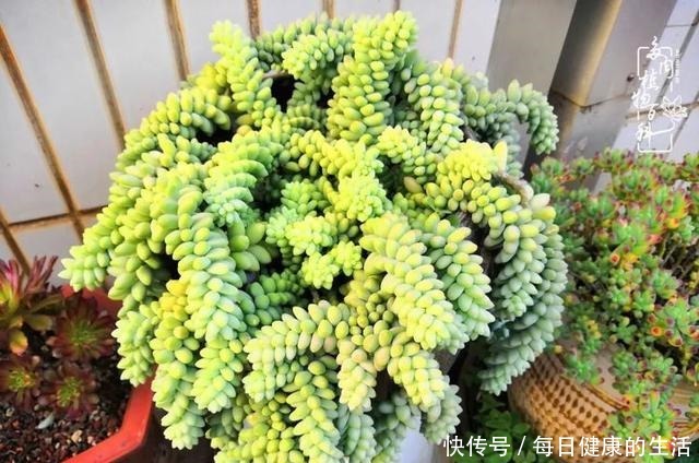 如何让多肉变美看看我是如何宠它们的!如何让多肉变美看看我是如何宠它们的!