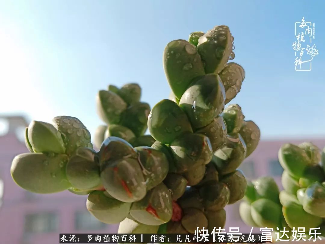 养肉路上,累并快乐着!时光不语,静待花开!