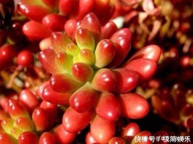 季节|秋冬季节多肉该红的还不红,该包的也不包,不能只怪光照少温差小