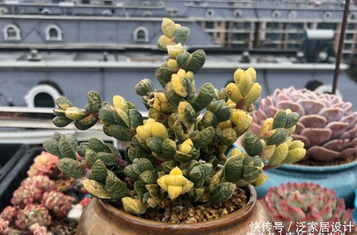 养护|多肉黄金鹿角海棠就是鹿角海棠锦,但假的特别多,分不清就会被坑