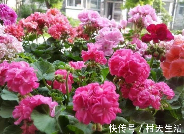 养花就养这几款,全年开花不停,花型圆滚惹人爱,值得拥有