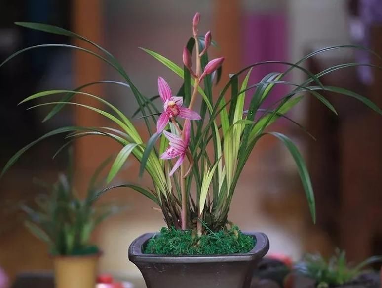 市长红，1款被名字耽误的兰花，开花勤，香味浓郁