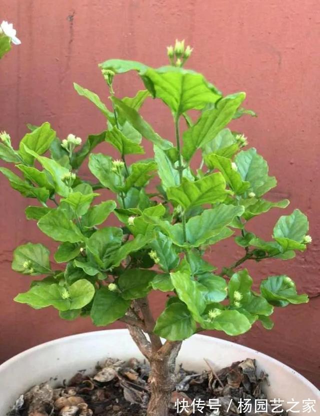 栀子茉莉|栀子茉莉最爱两种水,秋季记得喝,长成老桩盆景,开春冒花苞