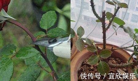 大苗|长寿花“花败”赶紧剪一刀,剪得对开得多,保证养分再开一茬