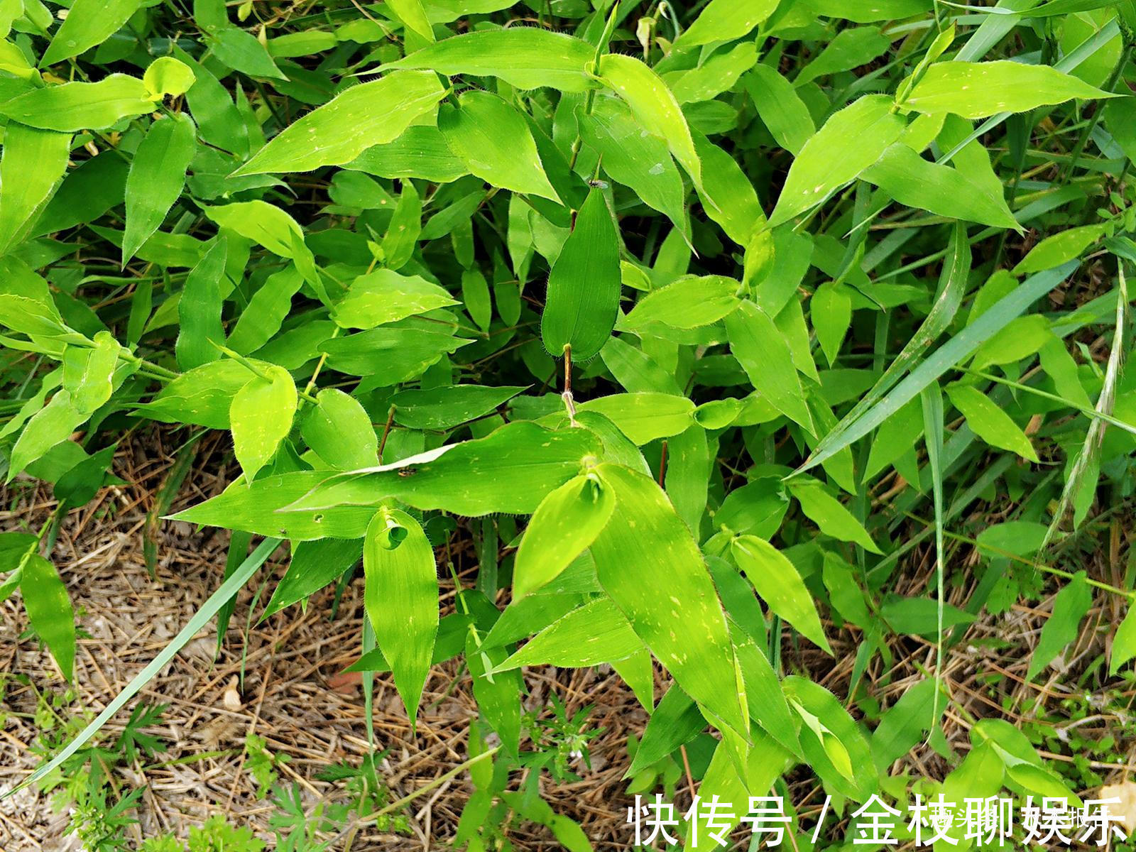 帝王草|长得像竹叶,常用来喂牛,殊不知古代皇帝才能用,人称“帝王草”