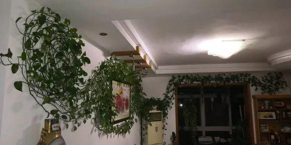 老花匠:扔4种“东西”,就是扔钱,比花肥还好用,不花钱!