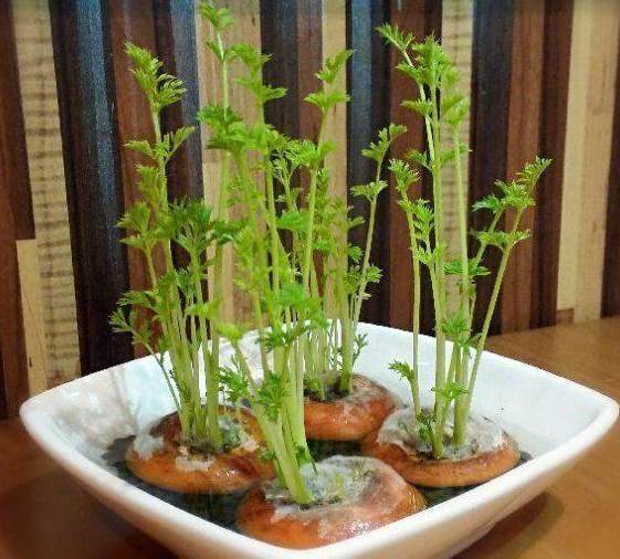 丢水里就能长得很好的6种蔬菜，比花美、比绿萝还好养！