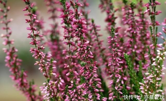  叶子|这花被称为“北海道彩虹草”，-30℃环境也能活，叶子还能变颜色