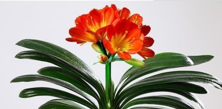 家里“3种”垃圾别扔撒花盆一点，根壮叶绿，呼呼开花