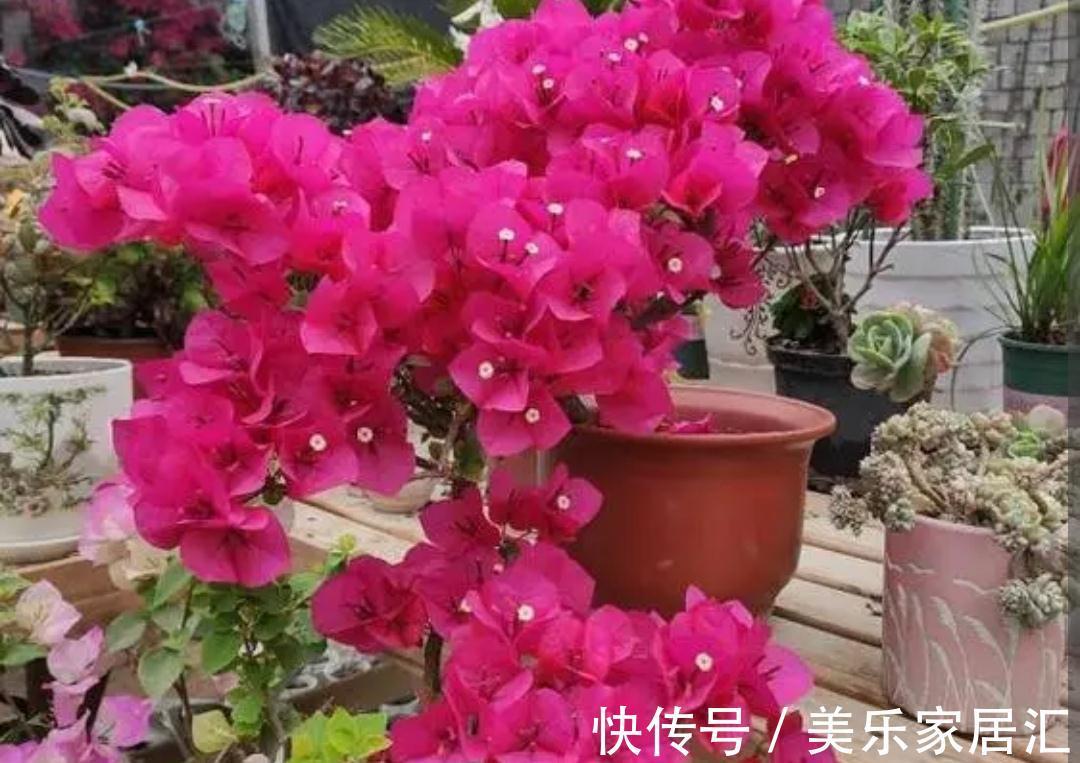 三角梅冬天有“3怕2不喜”,别做错了,不然难越冬