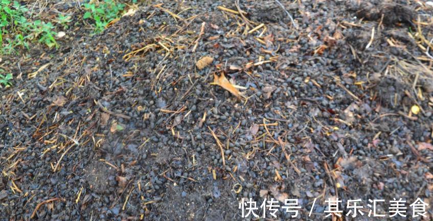 建议园艺新人:用这3种肥养花,万万不要弄错方法