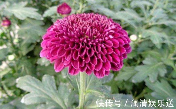 喜欢养菊,不如养一盆“紫乒乓菊”,颜色艳丽,花期长适合盆栽养
