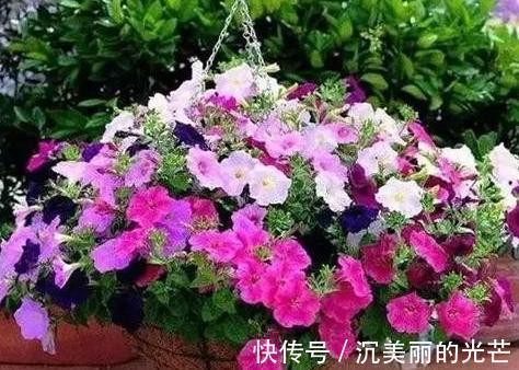 秋季养花草，用鸡蛋黄、蛋壳补充营养动手前需这样处理