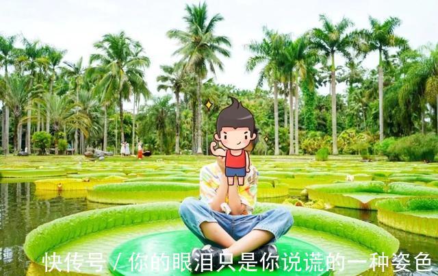 惹不起的花,叶子直径3米大,一片叶子盖住3个人