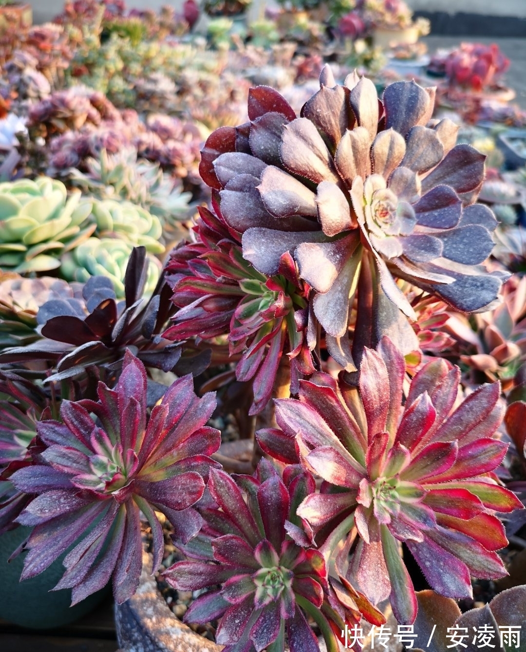 叶片|这“三多肉”是爆崽小能手,入冬放室外冻一冻,无需砍头易群生