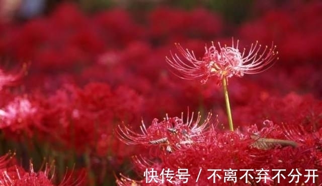 最有传奇意义的一种花草,它亦正亦邪,被称为邪恶与神圣的象征